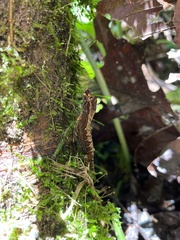 Anolis trachyderma