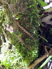 Anolis trachyderma