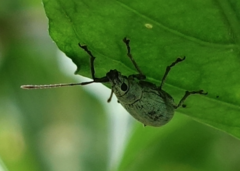 Cyrtepistomus castaneus