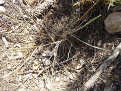 Helictochloa bromoides