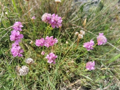 Armeria maritima