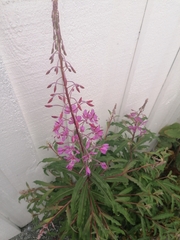 Chamaenerion angustifolium