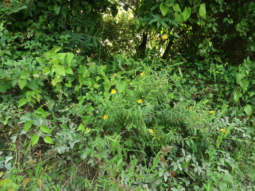 Hypericum frondosum iNat (1)