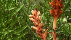 Orobanche kochii