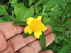 Hypericum frondosum
