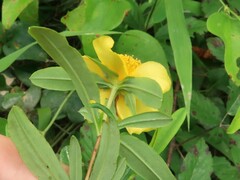 Hypericum frondosum