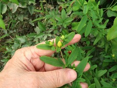 Hypericum frondosum