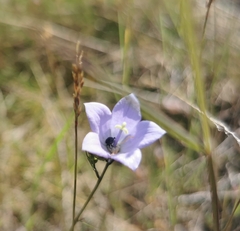 Campanula rotundifolia