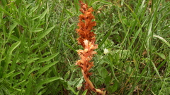 Orobanche kochii