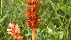 Orobanche kochii