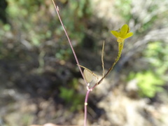 Biscutella valentina