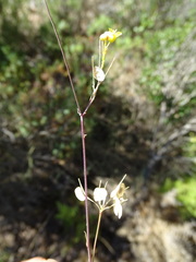 Biscutella valentina