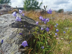 Campanula rotundifolia