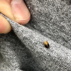 Clastoptera achatina