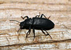 Xylopinus saperdoides