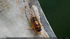 Vagitanus terminalis