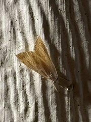 Haimbachia placidellus