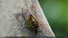 Vagitanus terminalis