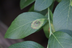 Parallelodiplosis subtruncata