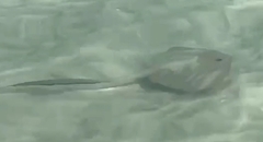 Pastinachus