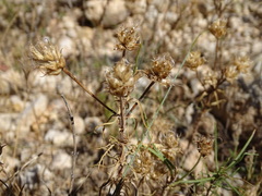 Plantago sempervirens