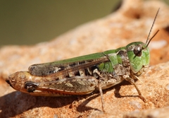 Stenobothrus festivus