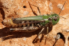 Stenobothrus festivus