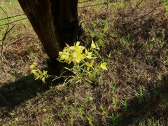 Oenothera heterophylla