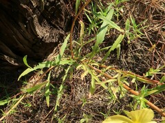 Oenothera heterophylla