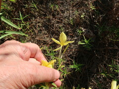 Oenothera heterophylla