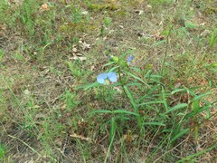 Commelina erecta deamiana
