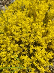 Sedum acre