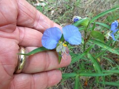 Commelina erecta deamiana