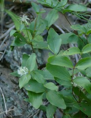 Clematis albicoma