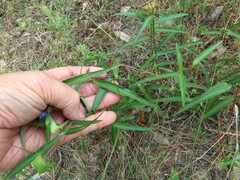 Commelina erecta deamiana