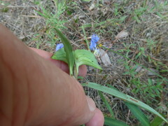 Commelina erecta deamiana