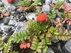 Rubus taiwanicola
