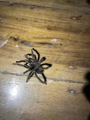 Avicularia juruensis