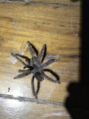 Avicularia juruensis