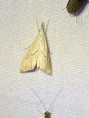 Haimbachia placidellus