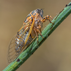 Cicadatra hyalina