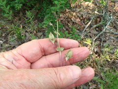 Penstemon murrayanus