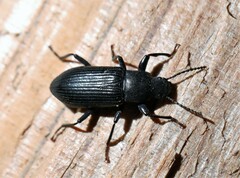 Xylopinus saperdoides