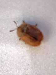 Hypocassida subferruginea