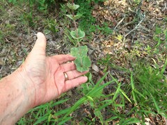 Penstemon murrayanus
