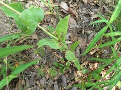 Penstemon murrayanus