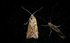 Harmologa scoliastis