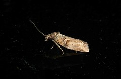 Harmologa scoliastis