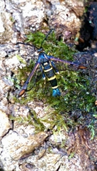 Synanthedon conopiformis