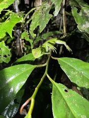 Enyalioides laticeps